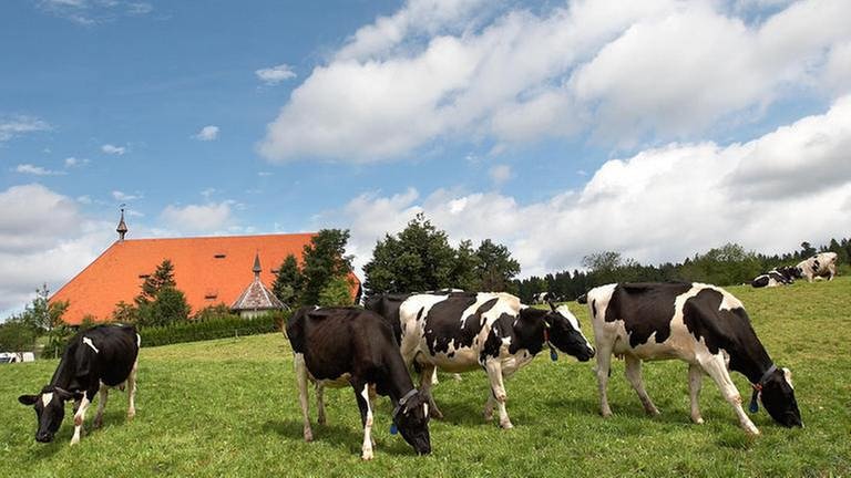 Kühe auf grüner Wiese vor dem Fallerhof (Foto: SWR, SWR -)