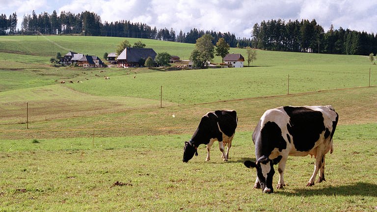 Kühe auf grüner Wiese, im Hintergrund ein Schwarzwaldhof