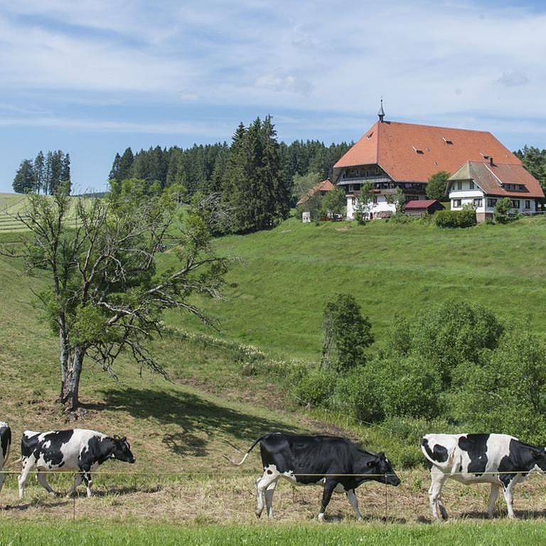 Der Fallerhof im Sommer, im Vordergrund Kühe (Foto: SWR, SWR/Alexander Kluge -)