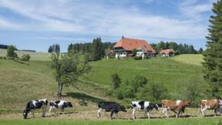 Der Fallerhof im Hintergrund, im Vordergrund Kühe (Foto: SWR, SWR/Alexander Kluge -)