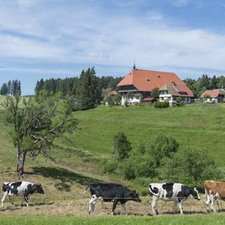 Der Fallerhof im Hintergrund, im Vordergrund Kühe (Foto: SWR, SWR/Alexander Kluge -)