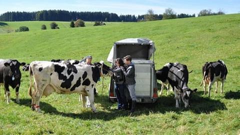 Niki, Eva und Andreas stehen inmitten von schwarzbunten Kühen auf einer Wiese (Foto: SWR, SWR/Christina Appel -)