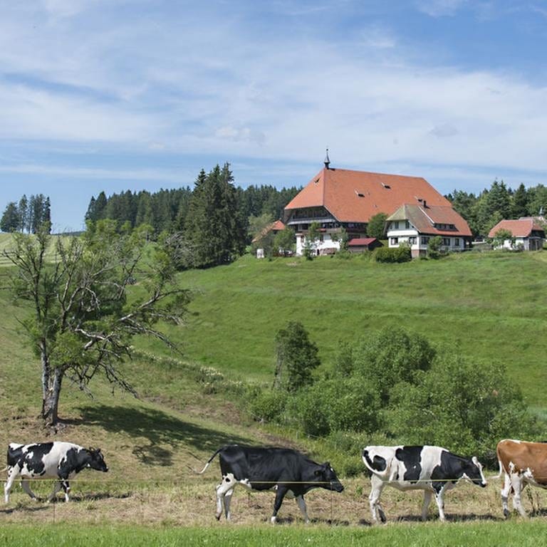 Der Fallerhof im Hintergrund, im Vordergrund Kühe