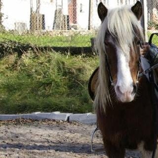 Jenny mit ihrem Pony Twister (Foto: SWR, SWR -)
