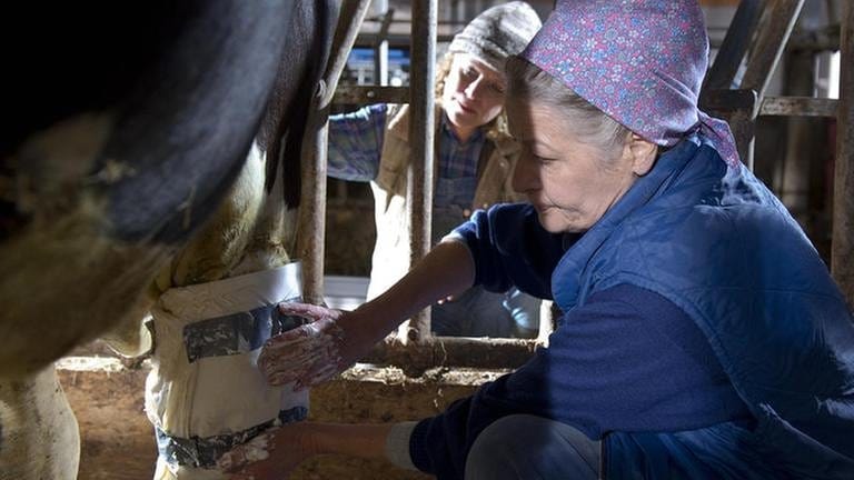 Johanna legt einer Kuh einen Quarkwickel am Bein an (Foto: SWR, SWR/Georg Zengerling -)