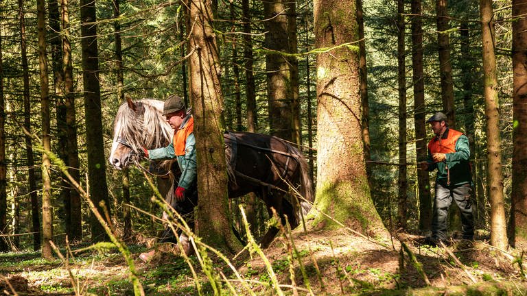 Bernd und Daniel mit dem Rückepferd Findus bei der Waldarbeit (Foto: SWR, d:light / Christian Koch)
