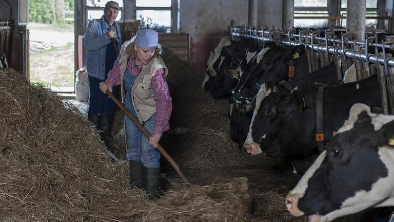Karl und Bea füttern die Kühe im Stall (Foto: SWR, SWR/Stephanie Schweigert -)