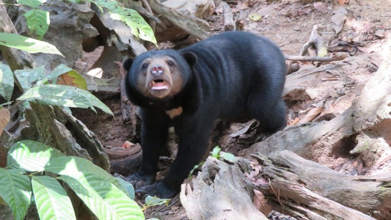 Im Bornean Sunbear Rehabilitation Centre werden  Malaienbären aufgepäppelt (Foto: SWR, Susanne Mayer-Hagmann)