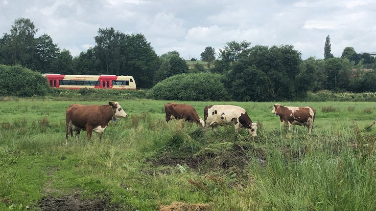 Bei Bauer Renz auf der Weide. Die Kühe müssen sich erst wieder an die Züge gewöhnen. (Foto: SWR, Alexander Schweitzer)