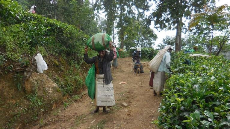 Die Gewinne der Teeplantagen machte das ehemalige Ceylon zur Lieblingskolonie der Briten. (Foto: SWR, SWR - Alexander Schweitzer)