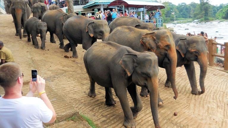 In Rambukkana befindet sich Sri Lankas größter Touristenattraktion, das Pinnawela Elefantenwaisenhaus. (Foto: SWR, SWR - Alexander Schweitzer)