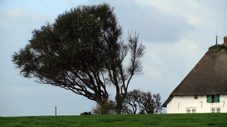 Windgebeugt: Die wenigen Bäume auf den Halligen müssen ganz schöne Strapazen aushalten. (Foto: SWR, Bernhard Foos)