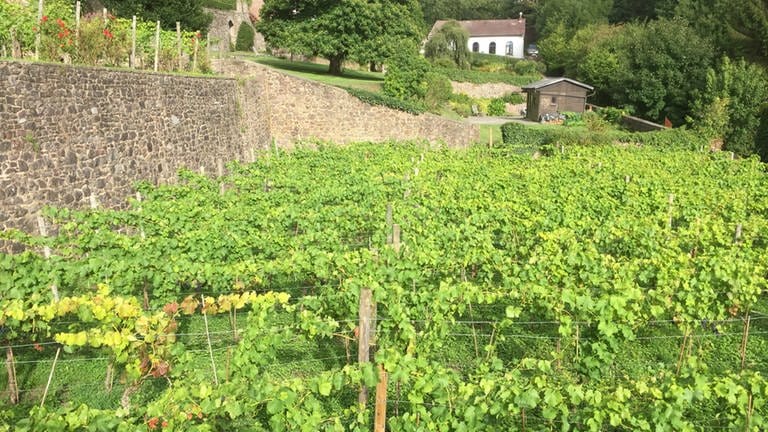 Weinanbau in den hängenden Gärten von Thuin – heute wie  im Mittelalter. (Foto: SWR, Susanne Mayer-Hagmann)