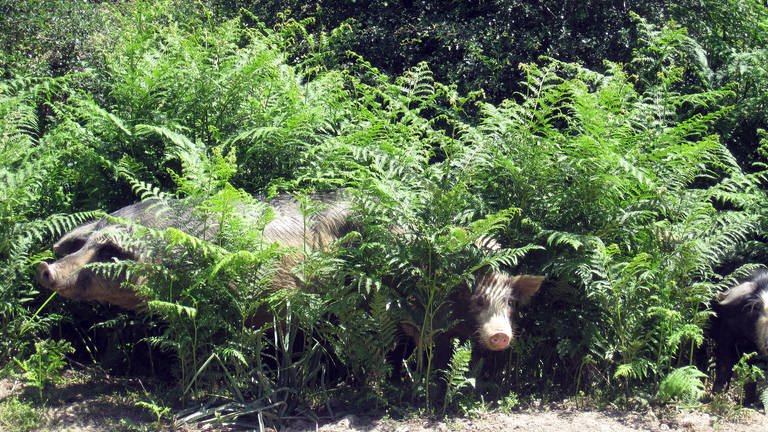 Zu Tausenden in den Wäldern versteckt: die wilden Schweine Korsikas. (Foto: SWR, Susanne Mayer-Hagmann)