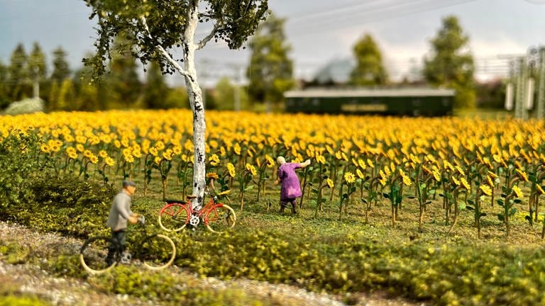 Auf dem Sonnenblumenfeld stehen unzählige Modellpflanzen. (Foto: SWR, Andreas Stirl und Anna Neumann)