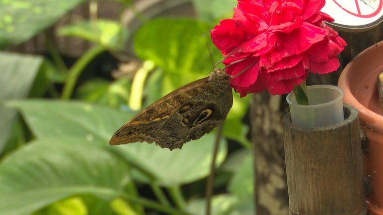  Neben guten Wanderwegen und einem Gondelteich gibt es ein Schmetterlingshaus, in dem sich auch Reptilien wohl fühlen. (Foto: SWR, Andreas Stirl)