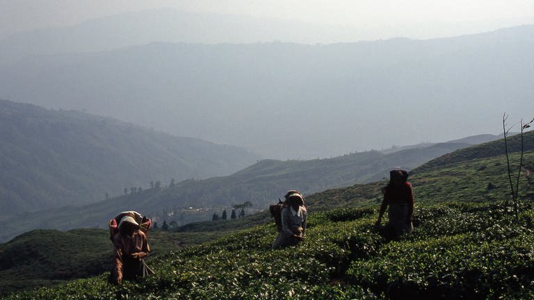 Darjeeling (Foto: SWR, Tilo Hoffmann)