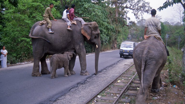 Elefanten an der Bahnstrecke