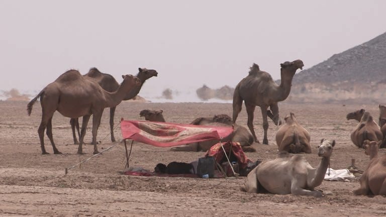 Die Karawanen waren die Vorgänger der Eisenbahn im Sudan. Hier mit Fatamorgana im Hintergrund. (Foto: SWR, Michael Mattig-Gerlach)