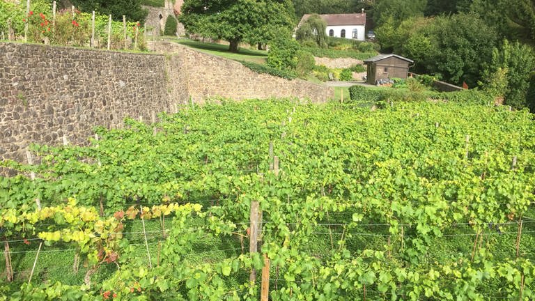 Weinanbau in den hängenden Gärten von Thuin – heute wie  im Mittelalter. (Foto: SWR, Susanne Mayer-Hagmann)