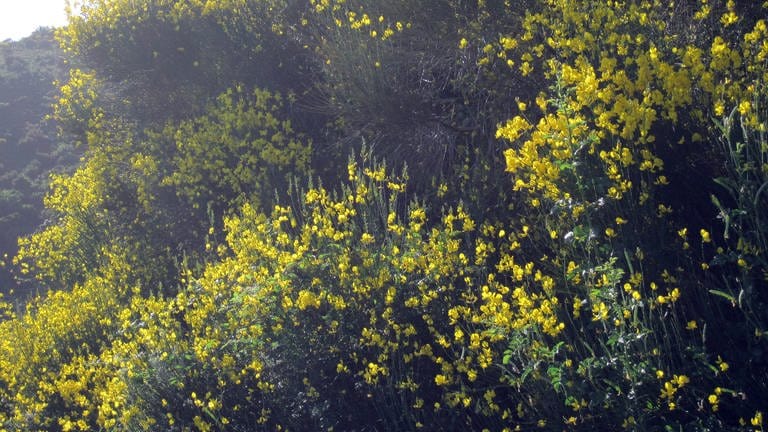 Im Juni und Juli in voller Blüte: Ginster so weit das Auge reicht – Sinfonie in Gelb.