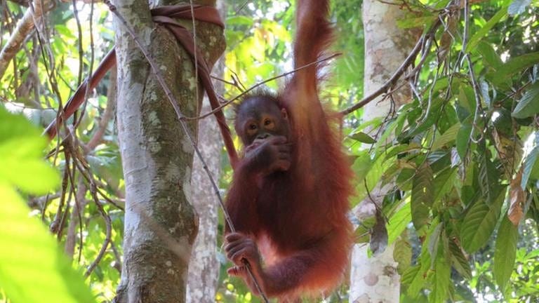 Ein junger „Waldmensch“ im Sepilok Orangutan Rehabilitation Center.