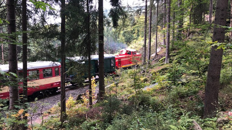 Im Wald, den die Bahn durchstreift, soll der Berggeist Rübezahl zu Hause sein. (Foto: SWR, Kirsten Ruppel)