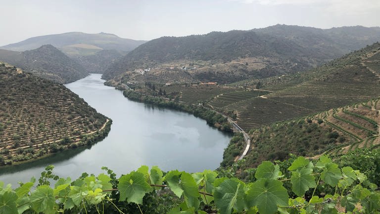Weintrauben und der Douro – ein Bild eines UNESCO Weltkulturerbes. (Foto: SWR, Alexander Schweitzer )