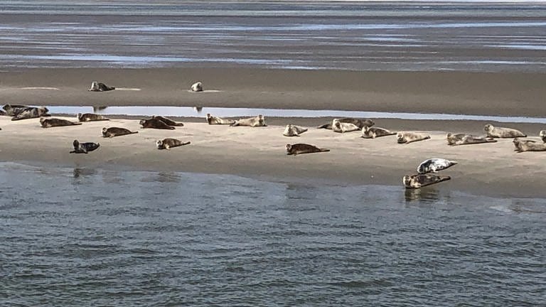 Robben auf einer Sandbank zwischen den Inseln Wangerooge und Langeoog. (Foto: SWR, Alexander Schweitzer)