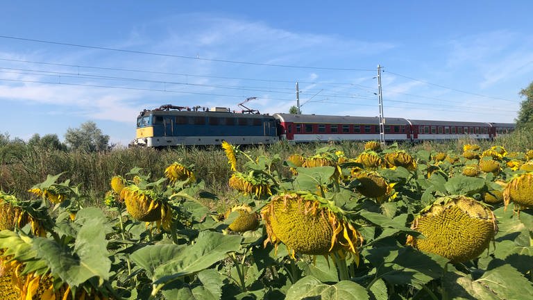 Ungarn ist in der EU viertgrößter Produzent von Sonnenblumenkern. (Foto: SWR, Alexander Schweitzer)