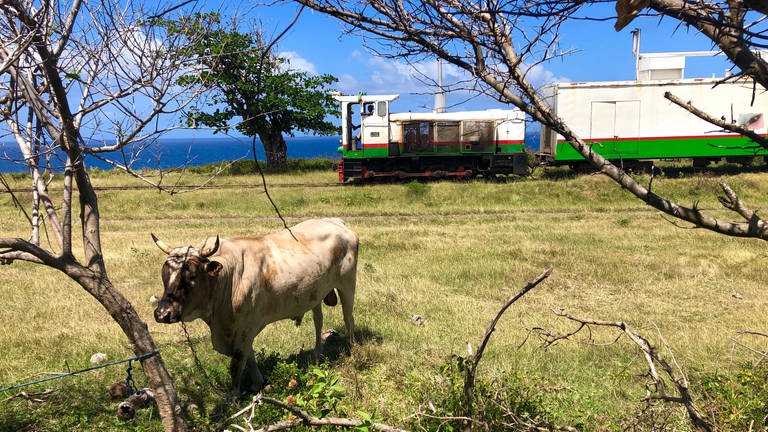 Zuckerrohr gibt es inzwischen kaum noch auf St. Kitts. Es wird mehr Viehzucht betrieben.  (Foto: SWR, Kirsten Ruppel)