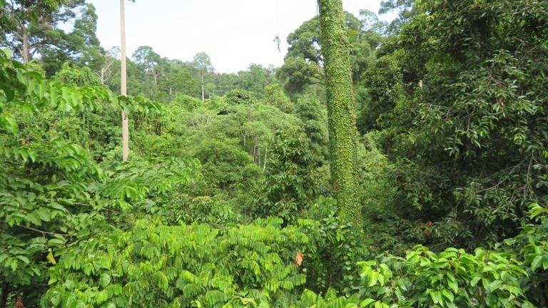 Grün über Grün auf allen Etagen: der Regenwald