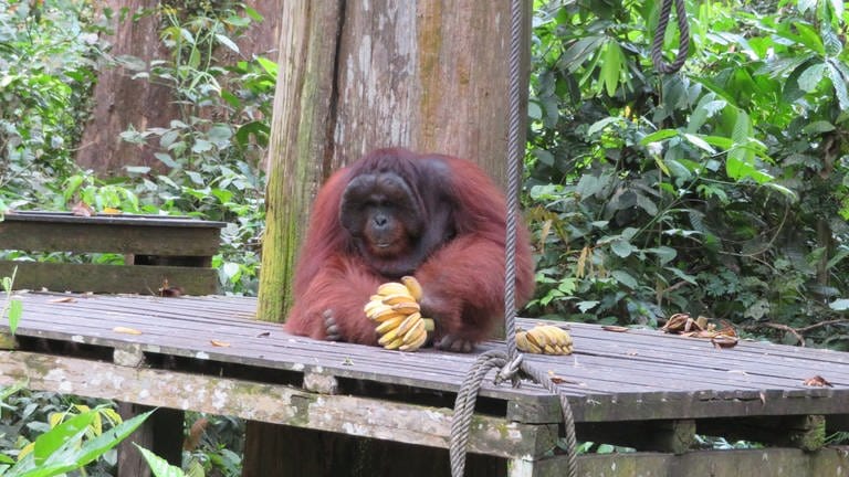 Das 20-jährige Orang-Utan-Männchen (Foto: SWR, Susanne Mayer-Hagmann)