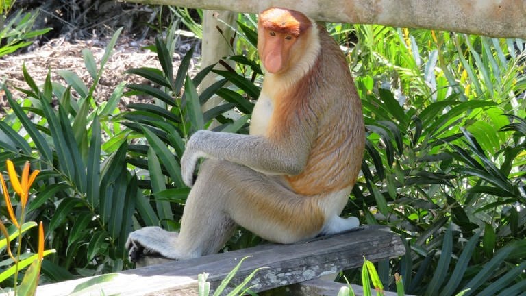Sein Lebensraum sind die Mangrovenwälder auf Borneo: der Nasenbär ist stark vom 	Aussterben bedroht.