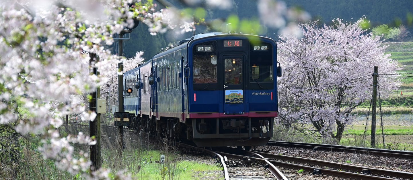 Die Noto-Railway auf der Noto-Halbinsel - die Strecke ist von blühenden Kirschbäumen gesäumt.