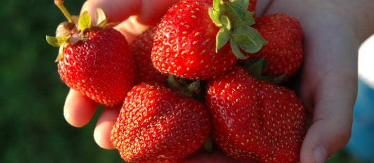 Erdbeeren, die von zwei Händen gezeigt werden (Foto: Colourbox)