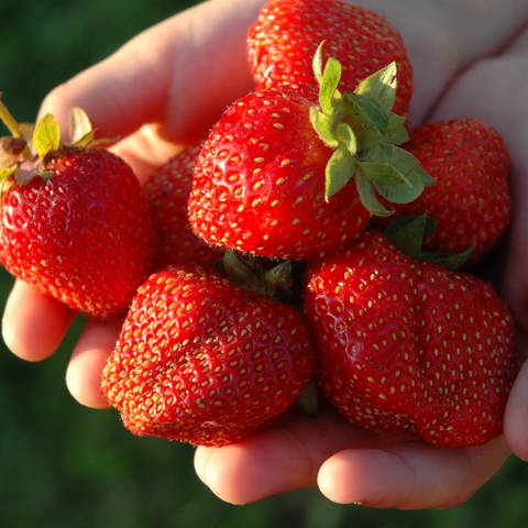 Erdbeeren, die von zwei Händen gezeigt werden (Foto: Colourbox)