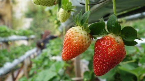 Erdbeeren im Beet in einem Gewächshaus (Foto: Colourbox,  )