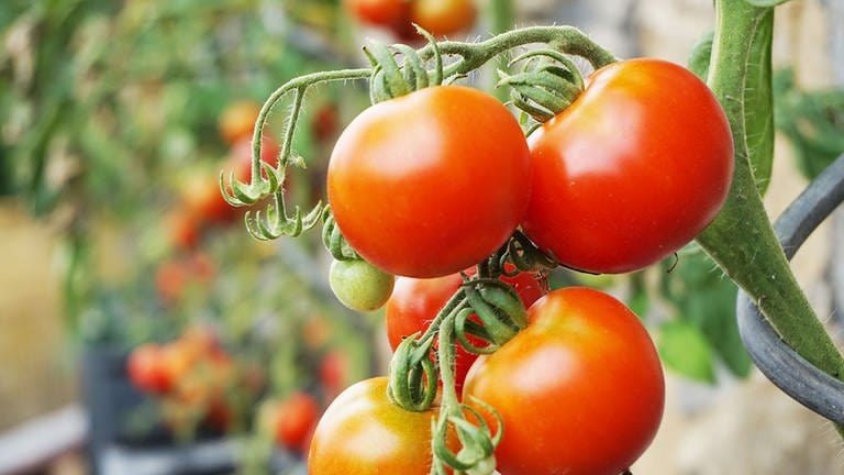 Tomatenpflanzen (Foto: Colourbox, Foto: Colourbox.de)