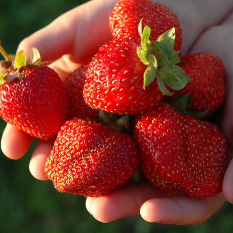 Erdbeeren, die von zwei Händen gezeigt werden