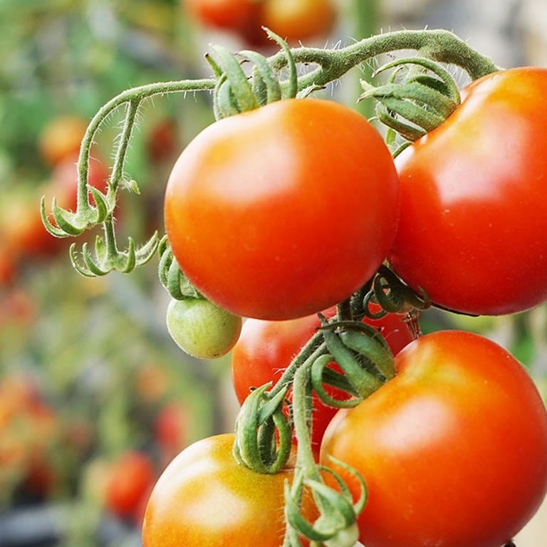Tomatenpflanzen (Foto: Colourbox, Foto: Colourbox.de)
