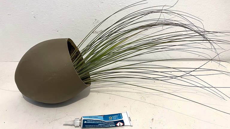 Luftpflanze (Tillandsie) innen mit etwas Pflanzenkleber ankleben.  (Foto: Yesim Erdem)