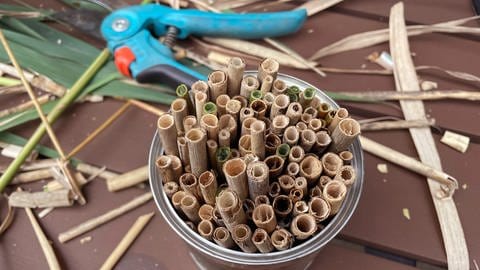 Bambus oder Schilfrohrstängel auf die Länge der Dose einkürzen.  (Foto: Karolin Happel)