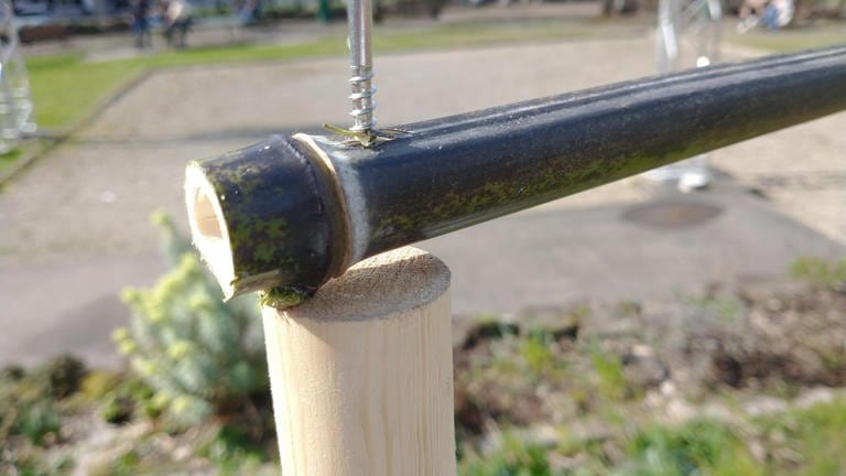 Die beiden Pfosten oben mit einem Bambusrohr horizontal verbinden. Dazu links und rechts je ein Loch durch das Bambusrohr bohren. Die eine Seite des Rohres durch das Bohrloch mit Hilfe einer Edelstahlschraube oben an einem der Pfosten locker befestigen.  (Foto: SWR)