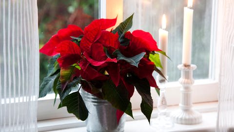 Roter Weihnachtsstern auf Fensterbank (Foto: Colourbox)