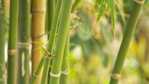 Bambus (Foto: Colourbox)