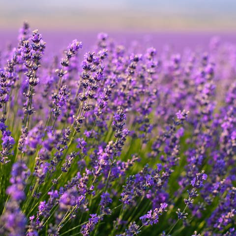 Lavendel (Foto: Colourbox)