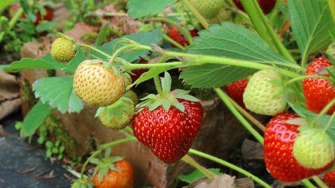 Erdbeeren hängen an Pflanze (Foto: Colourbox)
