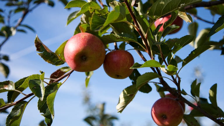 Äpfel hängen am Baum (Foto: Colourbox)