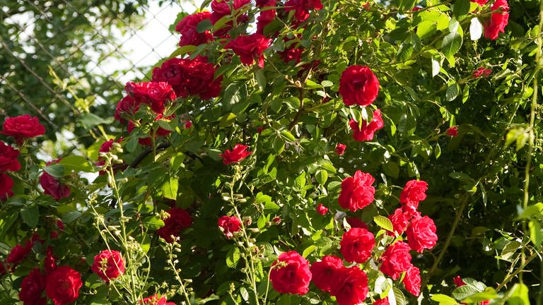 Rote Rosen im Garten (Foto: Colourbox)